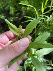 Lysimachia terrestris