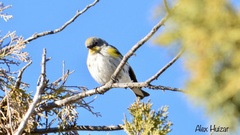 Setophaga coronata