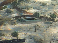 Scaevius milii