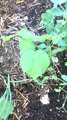 Abutilon theophrasti