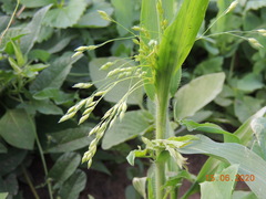 Panicum miliaceum ruderale