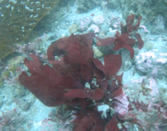 Cryptonemia obovata