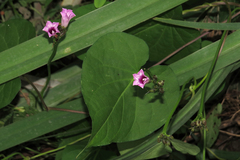 Ipomoea grandifolia
