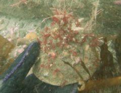 Botryocladia pseudodichotoma