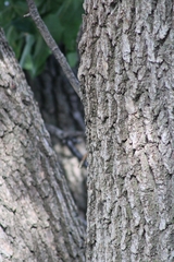 Fraxinus pennsylvanica
