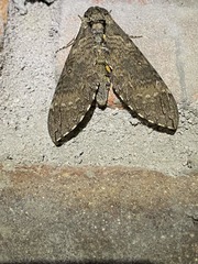 Manduca occulta