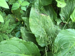 Sphenopholis pensylvanica