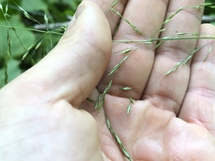 Sphenopholis pensylvanica