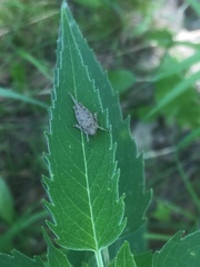 Paratettix mexicanus