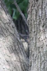 Fraxinus pennsylvanica