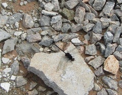 Erythemis plebeja