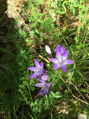 Triteleia bridgesii