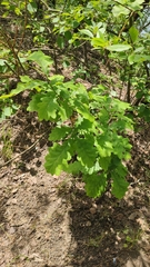 Quercus robur