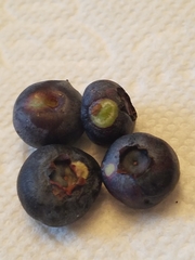 Exobasidium maculosum