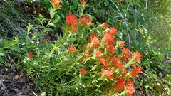 Castilleja martini martini