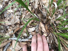 Carex debilis rudgei