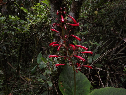 Sinningia gigantifolia