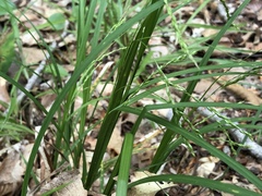 Carex debilis rudgei