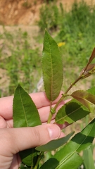 Salix triandra