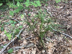 Carex debilis rudgei