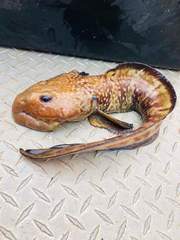 Newfoundland Eelpout photo 1