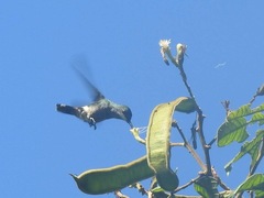 Discosura langsdorffi