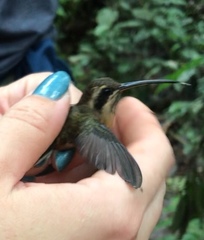 Phaethornis atrimentalis