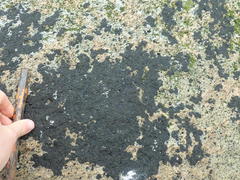 Hydropunctaria maura