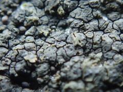 Hydropunctaria maura