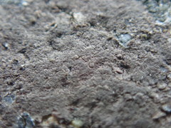 Arthonia phaeobaea