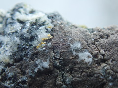 Arthonia phaeobaea