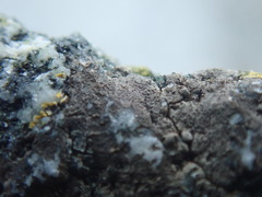 Arthonia phaeobaea
