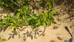 Fraxinus pennsylvanica