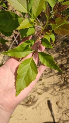 Fraxinus pennsylvanica