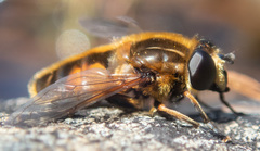 Helophilus lapponicus