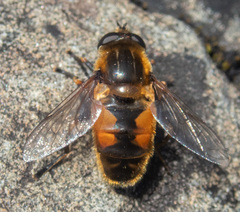 Helophilus lapponicus