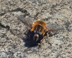 Helophilus lapponicus