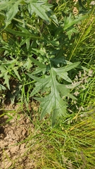 Cirsium vulgare