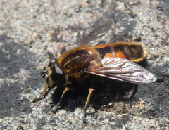 Helophilus lapponicus