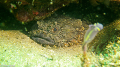Batrachomoeus dubius