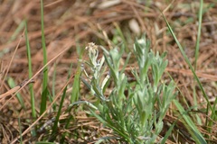 Pseudognaphalium chartaceum