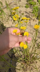 Crepis tectorum