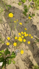 Crepis tectorum