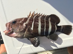 Hyporthodus ergastularius