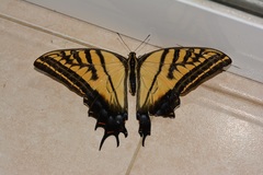 Papilio multicaudata grandiosus