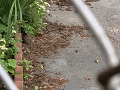 Sylvilagus floridanus