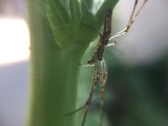 Tetragnatha keyserlingi