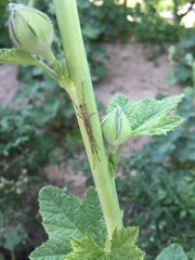 Tetragnatha keyserlingi