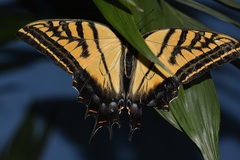 Papilio multicaudata grandiosus