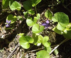 Viola septentrionalis